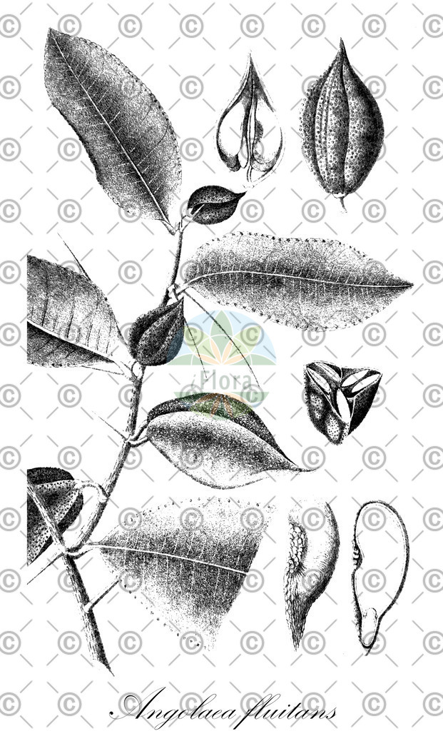 HistAbb_wfo-0000536542_335_ENZY_Simple | Historische Abbildung von Angolaea fluitans - Podostemaceae | Historical Illustration of Angolaea fluitans - Podostemaceae