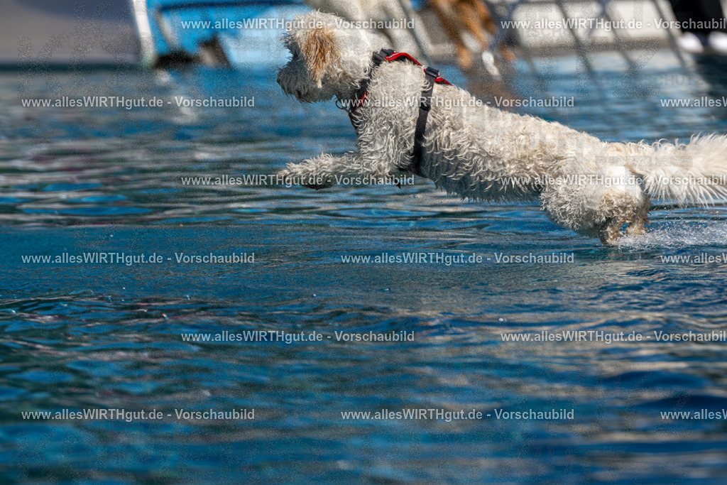Hundeschwimmen_Volksbad_2026-allesWIRTHgut_Tierfotografie-2609061143-FAY06298 | Professionelle Tierfotografie in Mönchengladbach von Daniel Wirth (allesWIRTHgut). Liebevolle & natürliche Bilder von Hunden & Katzen für unvergessliche Erinnerungen.