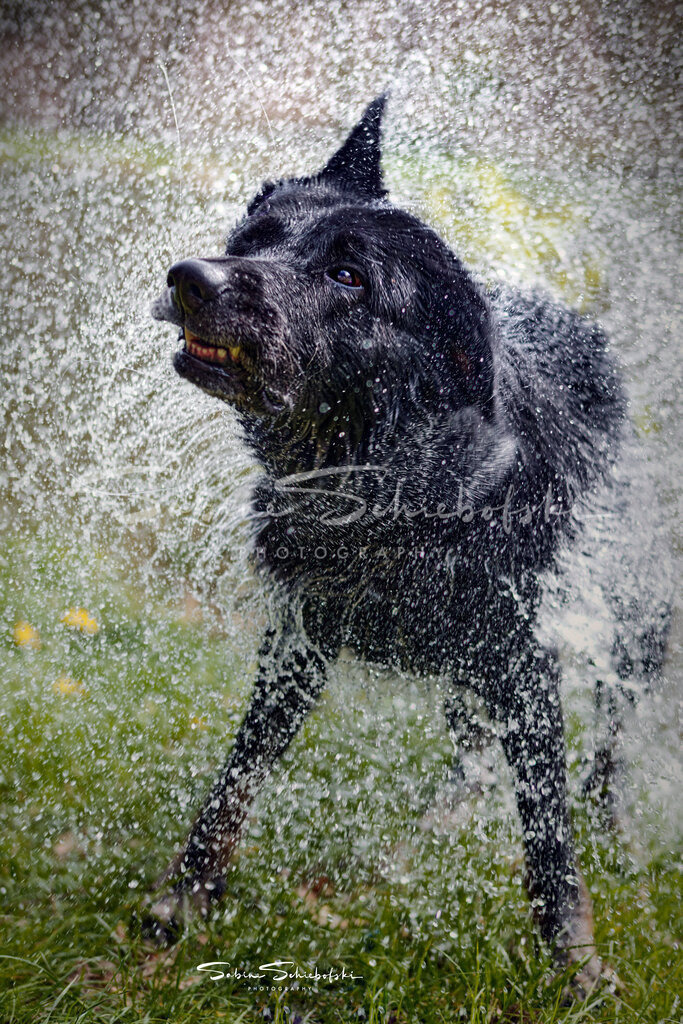 Kami_24-04-082024_04_8_DSCF1038 | People- und Tierfotografie, Imageaufnahmen, Veranstaltungsfotografie und Wandbilder aus der Natur ★ Made in Germany ✔️ Druck + Downloads ✔️ Naturfotografie in Top Qualität ★ schneller Versand, weltweite Lieferung! - Realisiert mit Pictrs.com