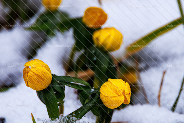 _MG_9063 | Fotograf Leipzig für Hochzeiten, Familienfeste & Porträts. Persönlich, ehrlich & echt – Emotion im Fokus. Jetzt Fotoshooting bei Holzmannphotos buchen!