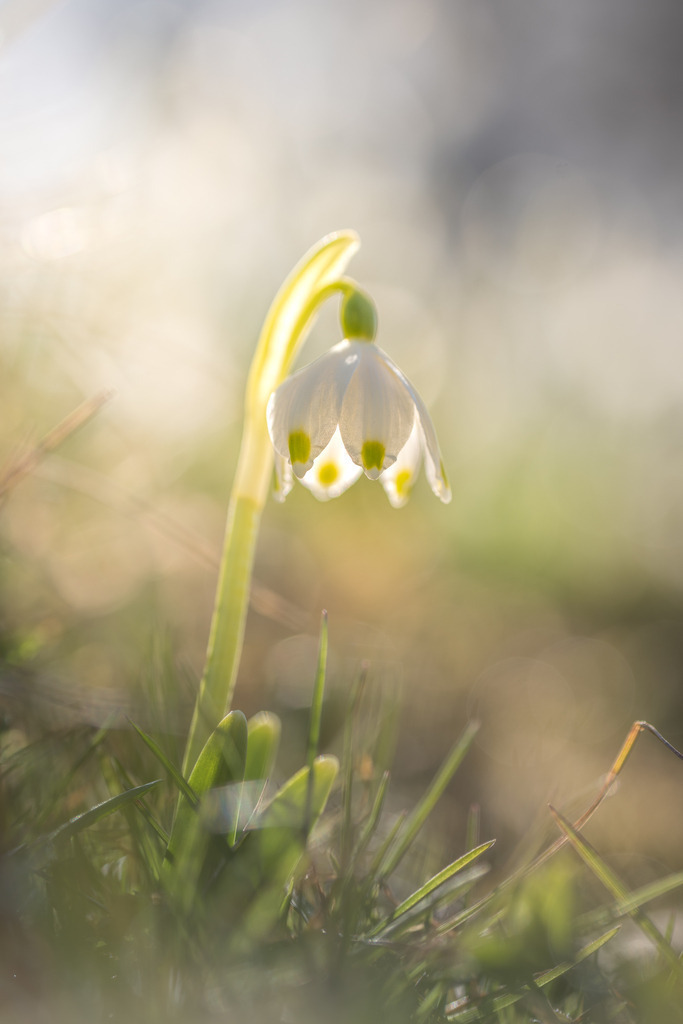 Märzenbecher | Wie eine kleine Fee steht diese Blume im Licht - Realisiert mit Pictrs.com