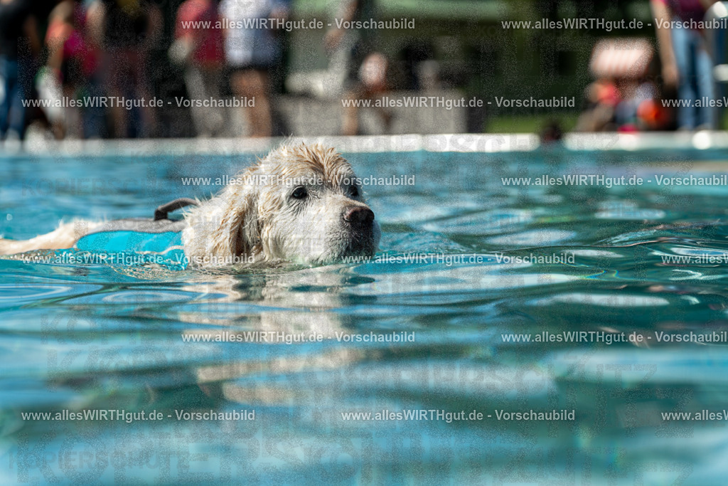 Hundeschwimmen_Volksbad_2026-allesWIRTHgut_Tierfotografie-2609061305-121548-7R500484 | Professionelle Tierfotografie in Mönchengladbach von Daniel Wirth (allesWIRTHgut). Liebevolle & natürliche Bilder von Hunden & Katzen für unvergessliche Erinnerungen.