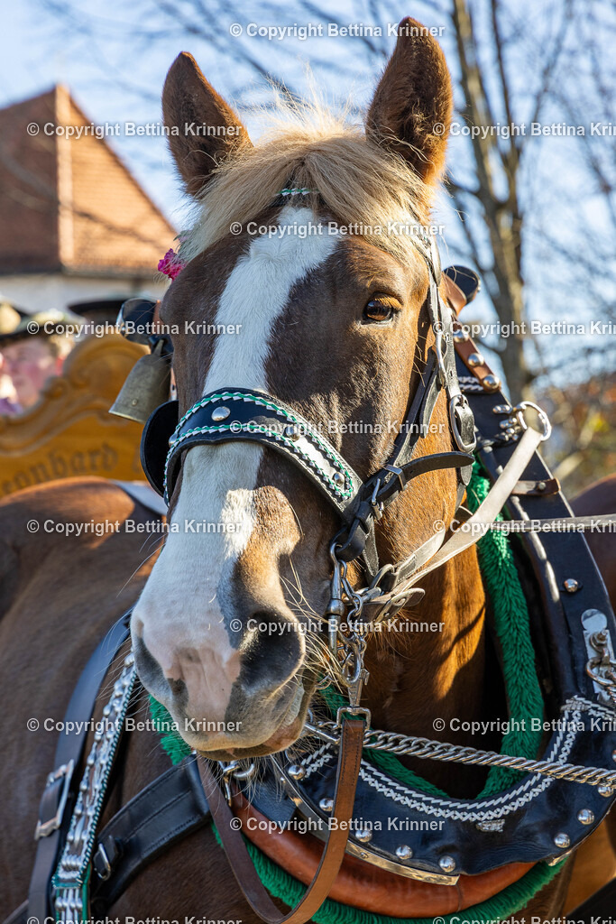LBT25-1285 | foto-bettina-krinner - Realisiert mit Pictrs.com