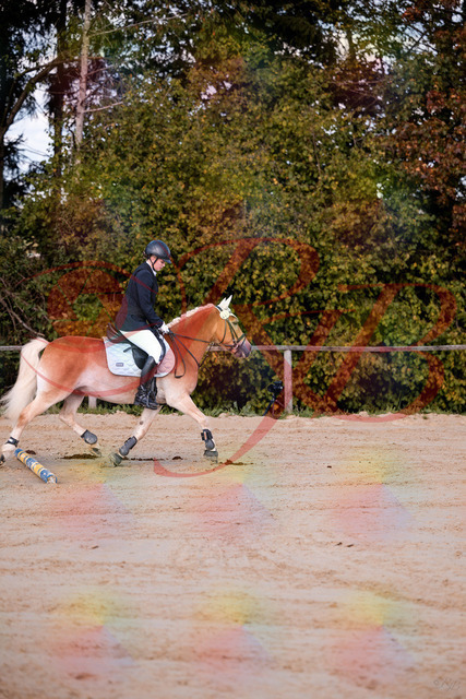 2026_10_03_Siefer-Hof_145426_Z81_34525529 | Professionelle Reitsport-, Turnier- und Eventfotografie von Robert Broda. Galerien mit ausgewählten und bearbeiteten Bildern direkt online ansehen und bestellen.