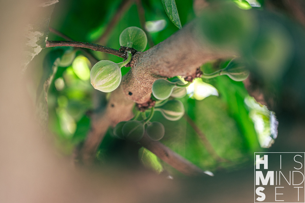 Twist of Feige | Sichere dir dein Lieblingsbild von HISMINDSET als Print für dein Zuhause oder das Büro! - Realisiert mit Pictrs.com