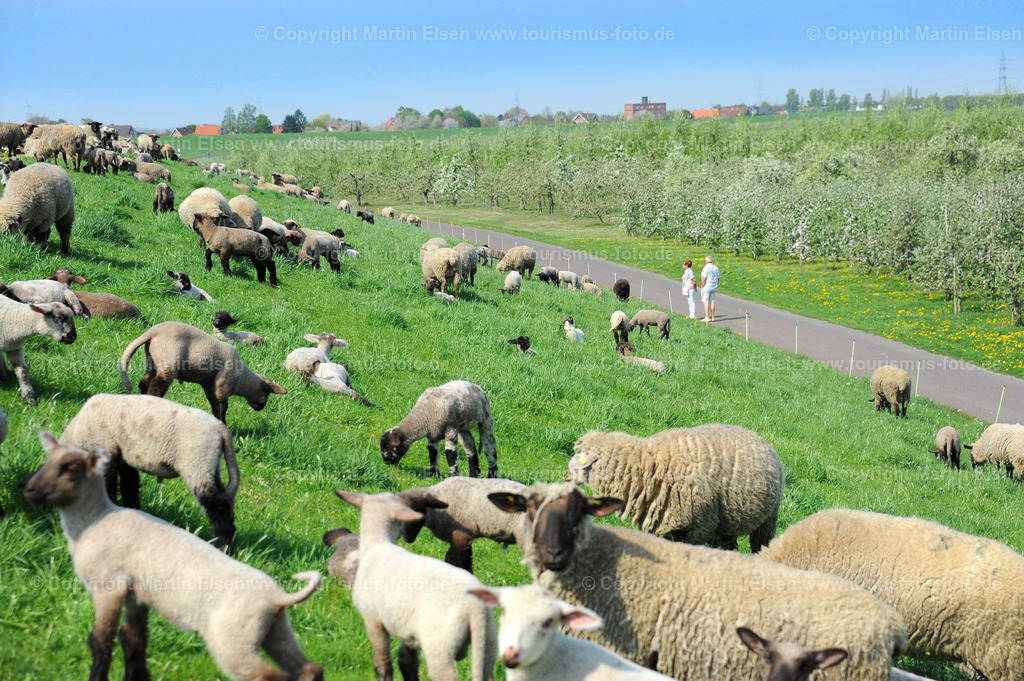 Schafe Deich_ELS_9874135402a | Fotos aus den Touristenorten aus Norddeutschland. - Realisiert mit Pictrs.com