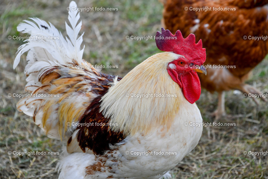 Deutschland_ Baden-Wuerttemberg_ Ebersbach an der Fils_ 23.07.2025-22 | 23.07.2025, Deutschland, GER, Baden-Wuerttemberg, Ebersbach an der Fils, im Bild Themenbild, Landwirtschaft, Bauernhof, Tiere, Huhn, Huehner, Hühner, Hennen, Haehne, Hahn, Hähne, Helndl, Freilandhuehner, Freilandhaltung,  Nutztiere, Feature, Symbolbild