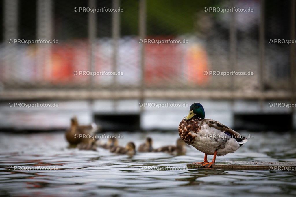 22. ASV Nachtlauf; Koeln, 28.05.25 | Impressionen vom 22. ASV Nachtlauf am 28.05.25 am Tanzbrunnen in Koeln. Foto: BEAUTIFUL SPORTS/Axel Kohring