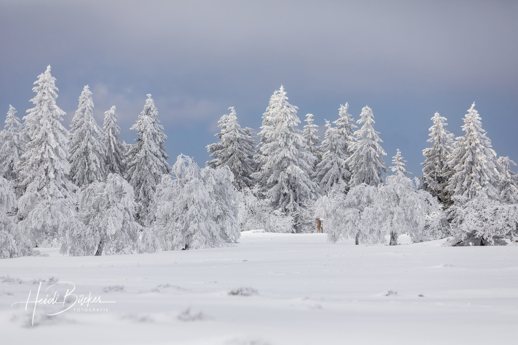 Winterliche Astenheide auf dem Kahlen Asten | Schneebedeckte Tannen und Birken auf dem Kahlen Asten bei Winterberg - Realisiert mit Pictrs.com
