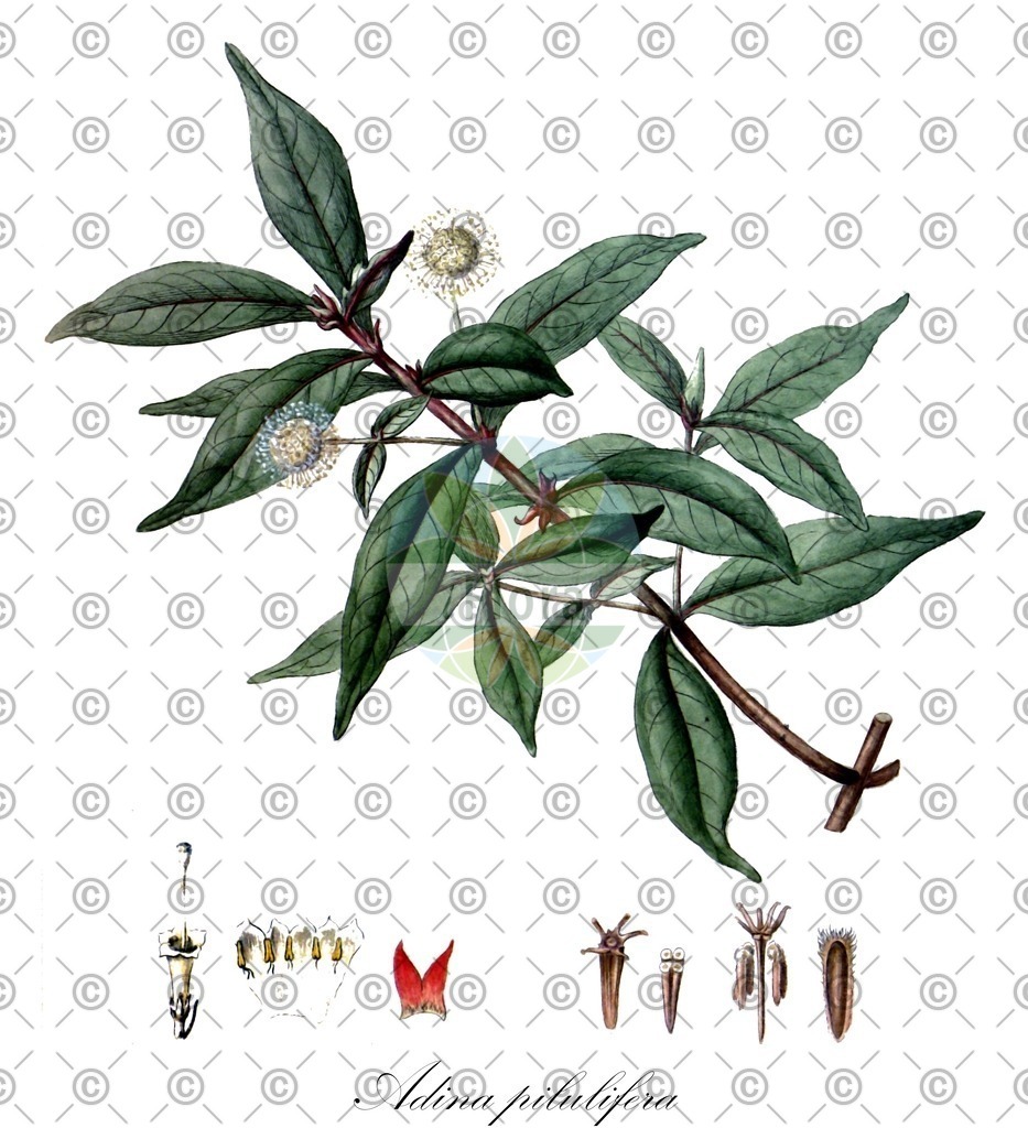 HistAbb_wfo-0000788193_1_ENZY_Simple | Historische Abbildung von Adina pilulifera - Rubiaceae | Historical Illustration of Adina pilulifera - Rubiaceae