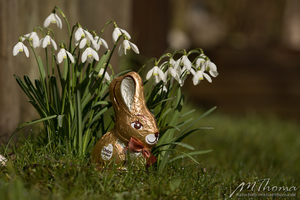 2016-03-28-10h35m38s_MichaelThoma_D810-4880 | Dies ist der Online-Shop von naturfoto.michaelthoma.de. Ich bin leidenschaftlicher Naturfotograf und fotografiere von der Andromedagalaxie bis zum Zwergtaucher, von der Ameise bis zum Orionnebel alles was mit Natur zu tun hat. Hier kann eine Auswahl meine - Realisiert mit Pictrs.com