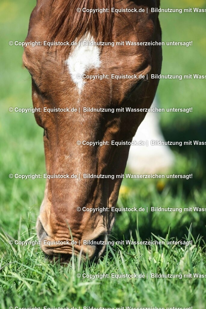 20210426_Pferd-auf-Koppel_0121 | equistock