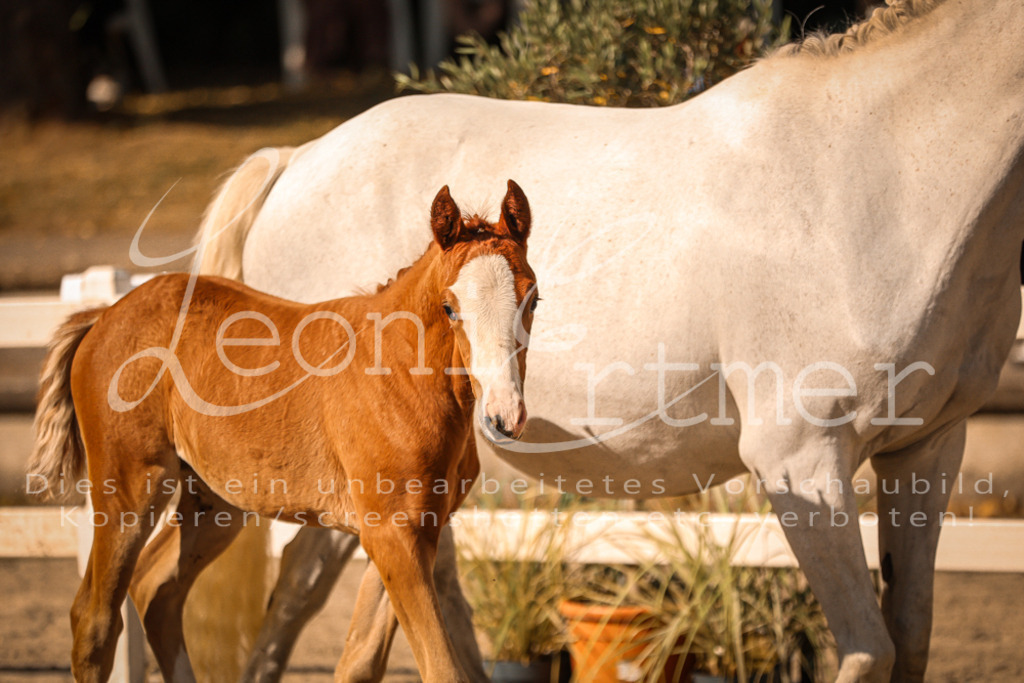 10.DoRP00200 | Leoni Ertmer Photography - Realisiert mit Pictrs.com