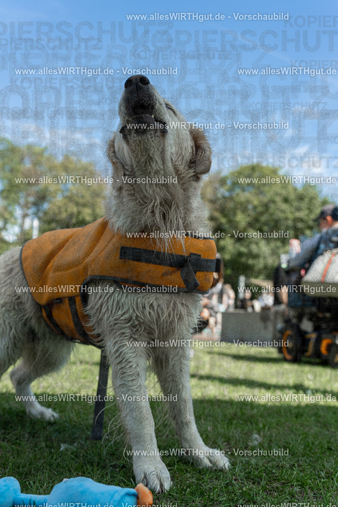 Hundeschwimmen_Volksbad_2026-allesWIRTHgut_Tierfotografie-2609061336-7R500852 | Professionelle Tierfotografie in Mönchengladbach von Daniel Wirth (allesWIRTHgut). Liebevolle & natürliche Bilder von Hunden & Katzen für unvergessliche Erinnerungen.