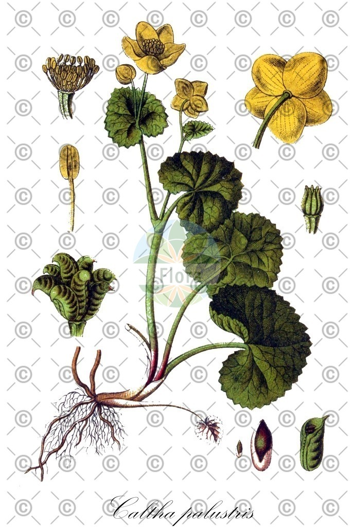 HistAbb_wfo-0000581802_1_ENZY_Simple | Historische Abbildung von Caltha palustris - Ranunculaceae (Sumpf-Dotterblume) | Historical Illustration of Caltha palustris - Ranunculaceae (marsh-marigold;cowslip;cowflock;kingcup;buttercup;populage des marais;soucis d'eau;cow's-lip;may blobs;mollyblobs)