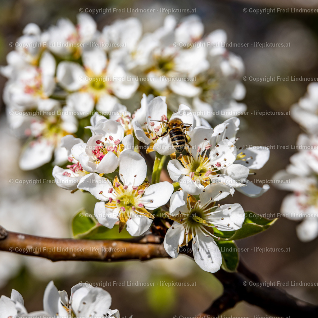 Durnstein Wachau-5775 | Fotos und Fotoprodukte - Realisiert mit Pictrs.com