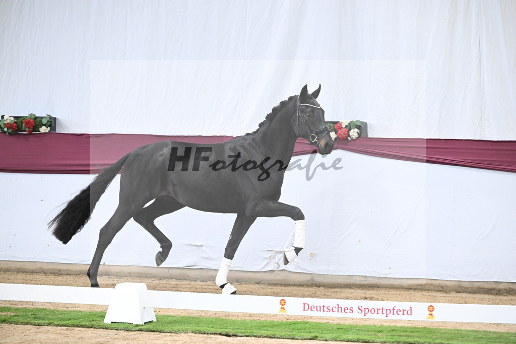 Kat-Nr. 112 Fynch Hatton x Damon Hill_Sibille Hachtel_47253376 | hf-fotografie - Realisiert mit Pictrs.com