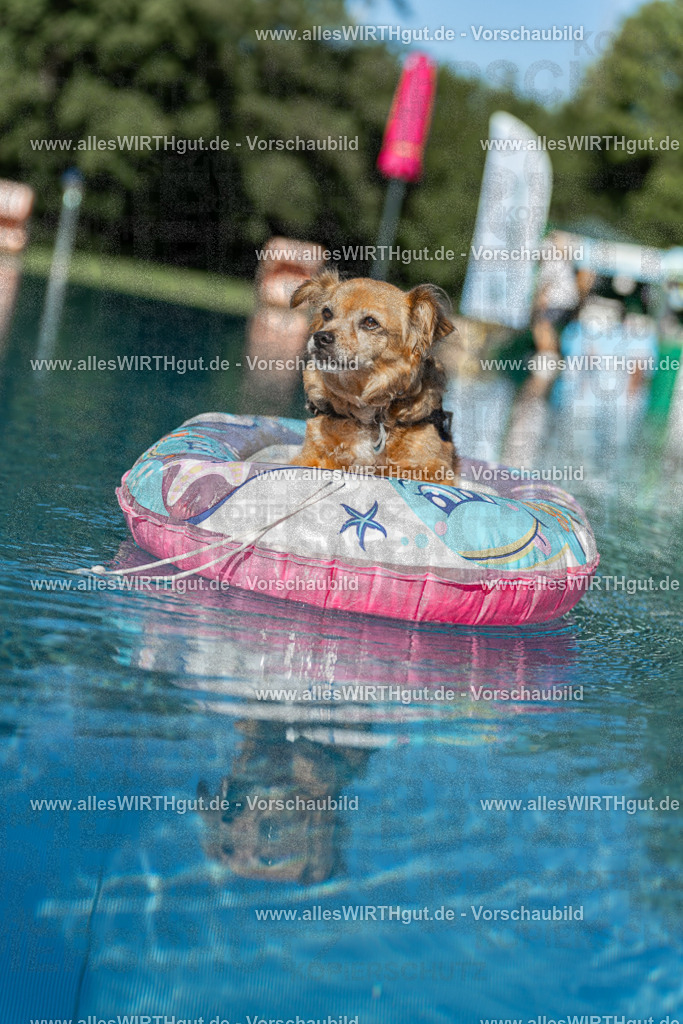 Hundeschwimmen_Volksbad_2026-allesWIRTHgut_Tierfotografie-2609061048-095859-7R509243 | Professionelle Tierfotografie in Mönchengladbach von Daniel Wirth (allesWIRTHgut). Liebevolle & natürliche Bilder von Hunden & Katzen für unvergessliche Erinnerungen.