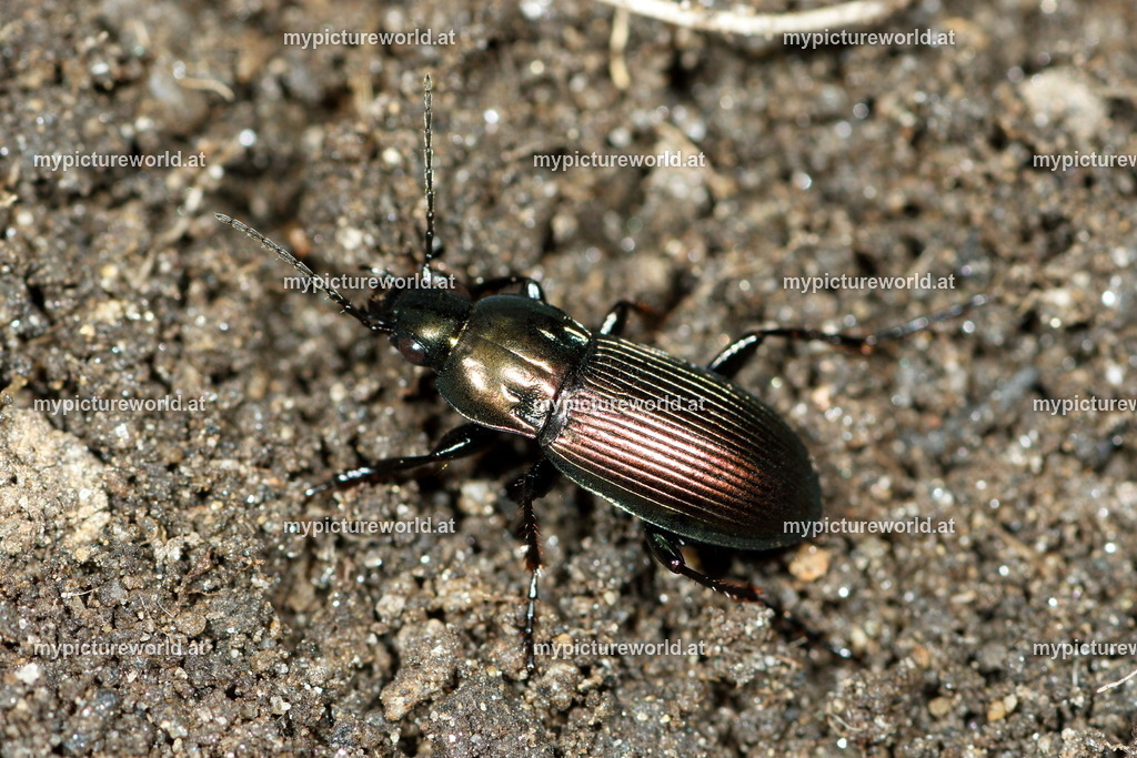 Poecilus versicolor-003 | Das Bilderarchiv über Tiere, Planzen und Landschaften. In der Bilddatenbank finden Sie ein große Auswahl an hochwertigen Bilder für Ihre Werbung - Realized with Pictrs.com