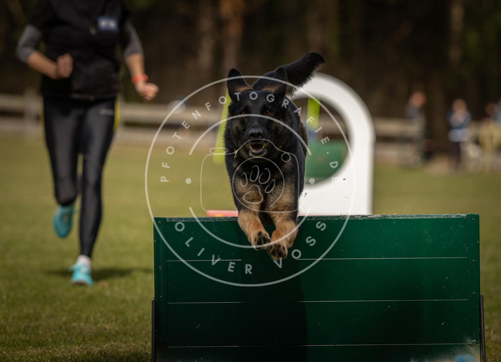 Pfotenfotografie_DV3A5169 | Hundefotografie, Tierfotograf, Pfotenfotografie, Fotoshooting Hund, Hunde Portrait, Hundesport, Hundeportraits, Heideshooting, Hunde, Sportfotograf, Hundefotograf, Turnierhundsport, THS,  - Realisiert mit Pictrs.com