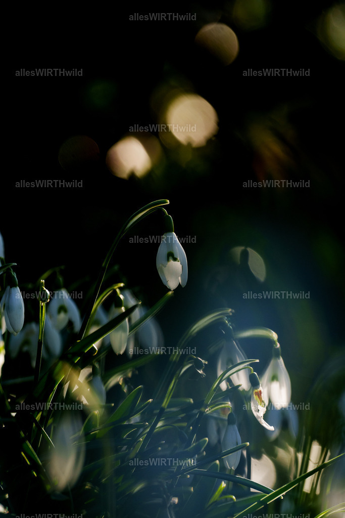 Lichtflecken in der Dunkelheit | Entdecke die faszinierende Welt der Natur- und Wildlife-Fotografie von Daniel und Bärbel. Inspirierende Bilder von wilden Tieren und kleinen Naturwundern.