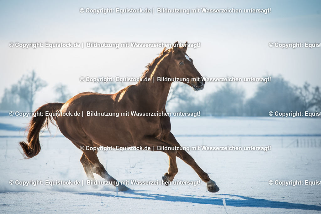 20160118_TOMsPiC_0371 | equistock