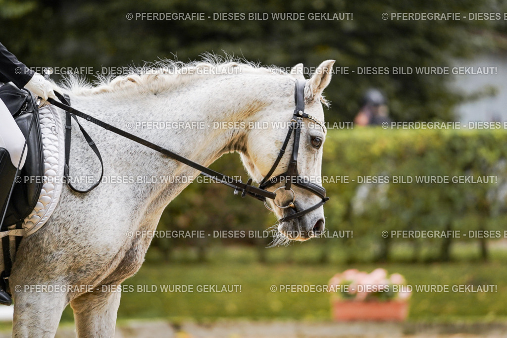 DSC07732 | Pferdegrafie