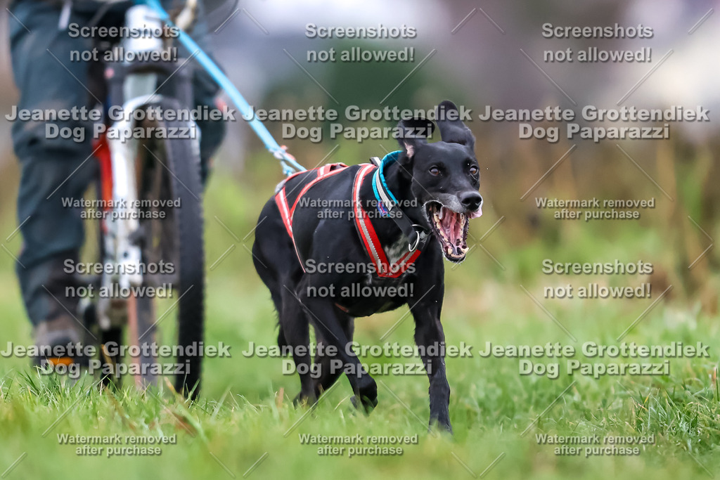 Dog Paparazzi - Herkules Race  2025-10 | Dog Paparazzi Jeanette Grottendiek Fotografie & Videografie