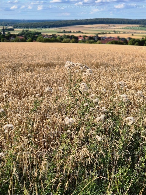 F.Gläser_185047 | Naturfotografie Frauke Gläser - Realisiert mit Pictrs.com