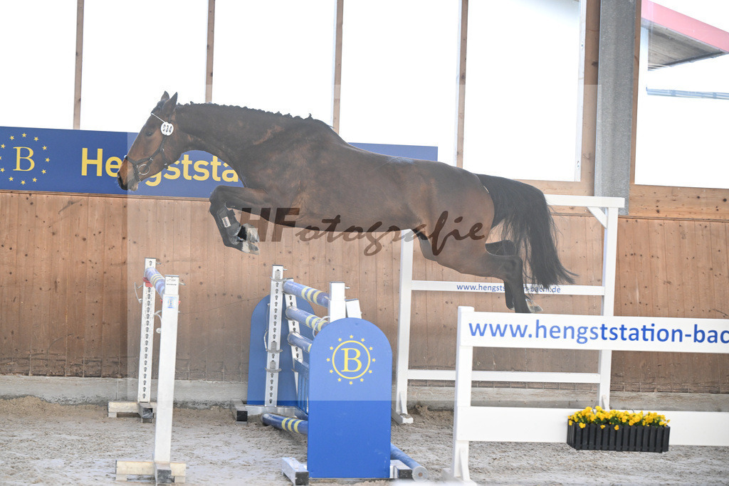 Kat-Nr. 34 Contessa v. Cullinan du Borget B_Pollnow_14260952 | hf-fotografie - Realisiert mit Pictrs.com