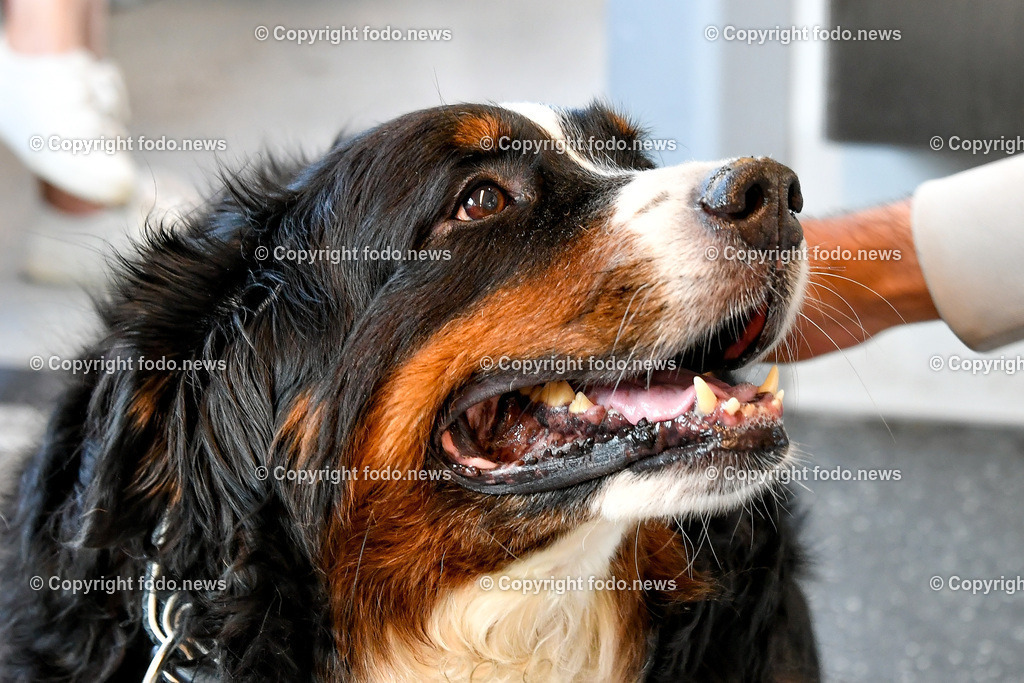 Hund_ Hunde_ 17.07.2025-6 | 17.07.2025, LINZ, AUT, Themenbild, im Bild Hund, Hunderasse, Berner Sennenhund, Schweizer Hunderasse, Transport, Leine, Leinenpflicht, Symbolbild, Feature