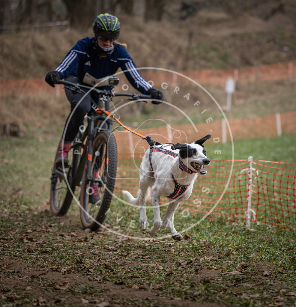 Pfotenfotografie_DV3A9843 | Hundefotografie, Tierfotograf, Pfotenfotografie, Fotoshooting Hund, Hunde Portrait, Hundesport, Hundeportraits, Heideshooting, Hunde, Sportfotograf, Hundefotograf, Turnierhundsport, THS,  - Realisiert mit Pictrs.com