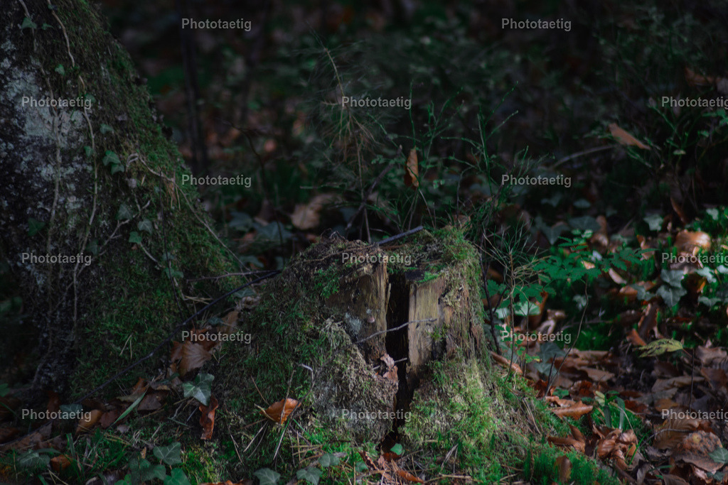 IMG_3720 | phototaetig