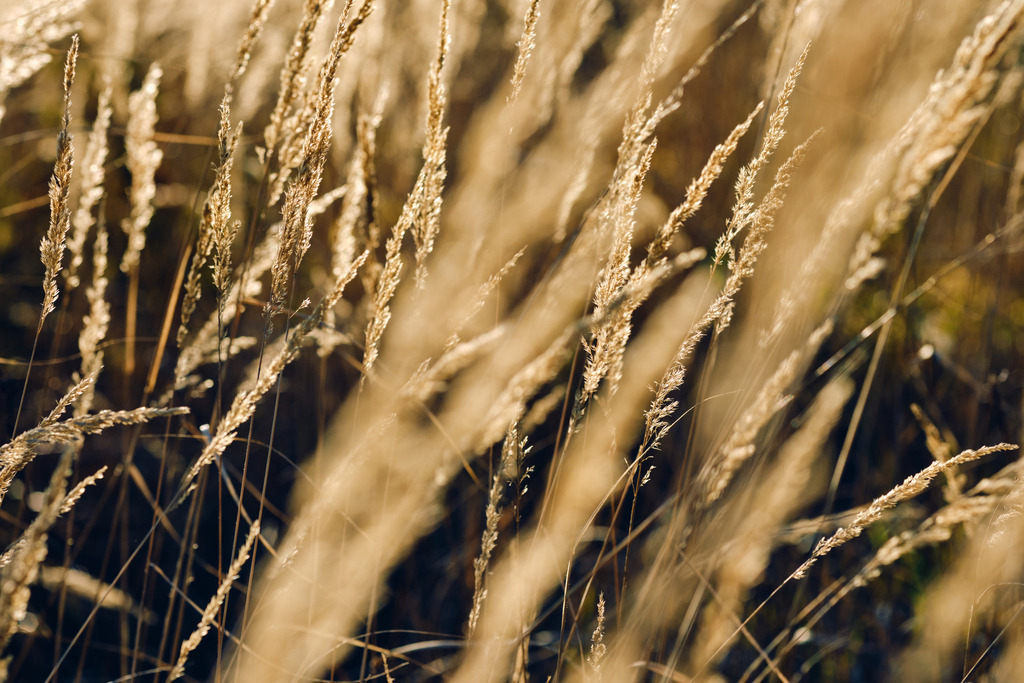 leuchtende Gräser im Wind | Enzersfeld, Austria - November 04, 2023: leuchtende Gräser im Wind und im Streiflicht. - Realisiert mit Pictrs.com