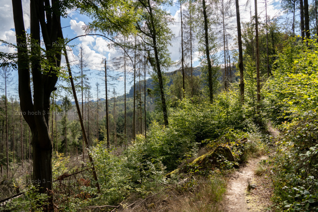 Koenigsweg_Nahe_Wolfsfalle_Wald_Waldsterben_Pfad | 2022-09-02_Waldbrandgebiete_2 - Realisiert mit Pictrs.com