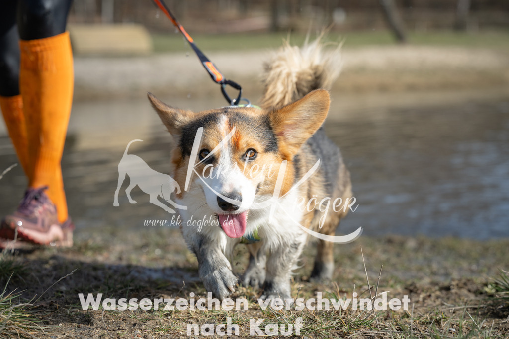 1313_ZZ95341 | kk-dogfotos