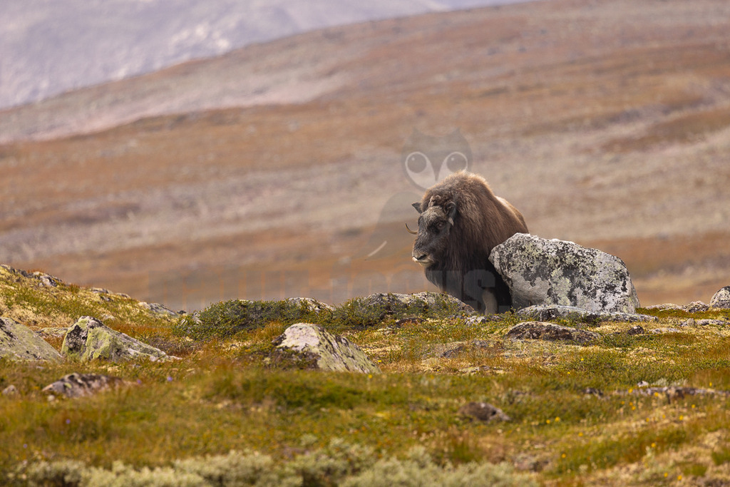 R5NF5020_20240803 | Die wild lebenden Moschusochsen sind eine der Hauptattraktionen des Dovrefjell-Nationalparks an der Grenze zwischen Süd- und Mittelnorwegen. Sie gehören zu den wenigen Tieren, die es in Europa gibt und lassen sich bei einem Besuch des Nationalparks gut beobachten. Rund 80 bis 100 Tiere leben im Westen des Parks in der kargen, kalten Fjellregion, die sie auf der Suche nach ihren Nahrungspflanzen durchstreifen.  - Realisiert mit Pictrs.com