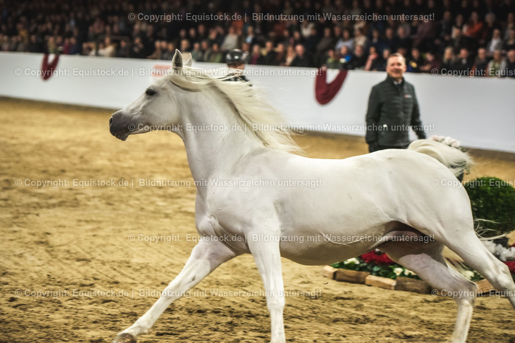 20240302_Hengstvorstellung_Marbach_TOMsPiC_1169 | equistock