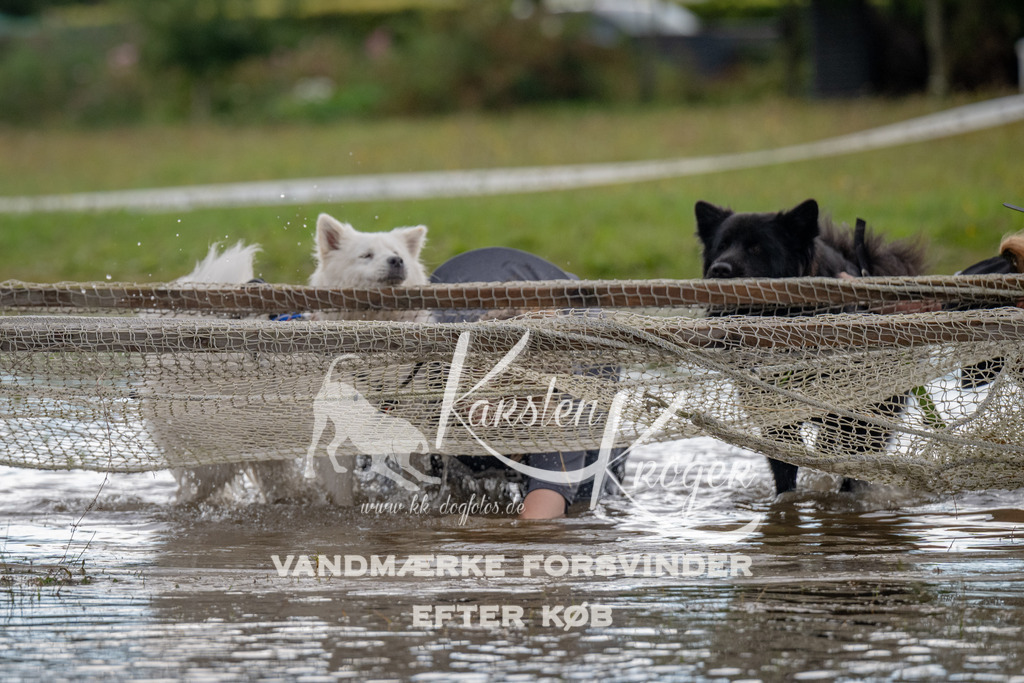 1432_ZZ90193 | kk-dogfotos