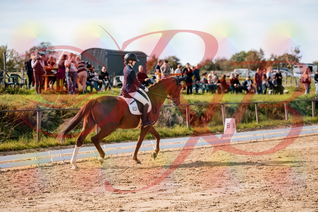 2026_10_03_Siefer-Hof_123705_Z63_54847684 | Professionelle Reitsport-, Turnier- und Eventfotografie von Robert Broda. Galerien mit ausgewählten und bearbeiteten Bildern direkt online ansehen und bestellen.