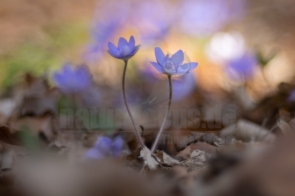 20220312104645 | Das Leberblümchen (Hepatica nobilis) ist ein typischer Frühlingbote. Im März, wenn Brauntöne noch das Bild des Waldes beherrschen, sind die zarten blauvioletten Blüten am Waldboden das erste Zeichen des einsetzenden Frühlings. Die hübschen Pflanzen nutzen die Zeit, bevor die Blätter der Bäume austreiben und ihnen das Licht rauben. Die Lebensdauer der Blüten beträgt etwa acht Tage. Mitte April ist ihre Blütezeit bereits abgeschlossen. - Realisiert mit Pictrs.com