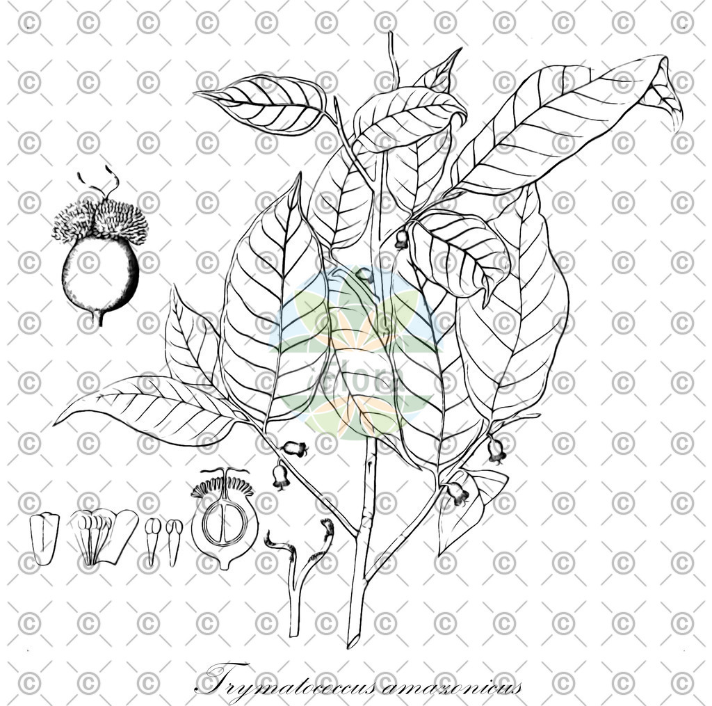 HistAbb_wfo-0000134609_1_ENZY_Simple | Historische Abbildung von Trymatococcus amazonicus - Moraceae | Historical Illustration of Trymatococcus amazonicus - Moraceae