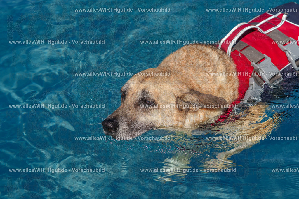 allesWIRTHgut Tierfotografie - allesWIRTHgut.de - FAY00611 | Professionelle Tierfotografie in Mönchengladbach von Daniel Wirth (allesWIRTHgut). Liebevolle & natürliche Bilder von Hunden & Katzen für unvergessliche Erinnerungen.