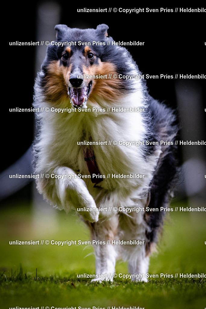 Sven Pries | 2025-10-03 - Hunderennen Obergrombach - Realisiert mit Pictrs.com