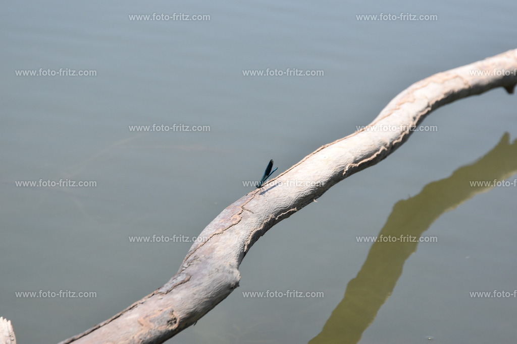 JUN_8597 | www.foto-fritz.com - Realisiert mit Pictrs.com