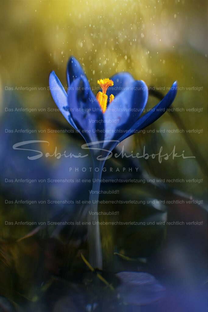 Wandbild Krokus mit Sternenstaub | People- und Tierfotografie, Imageaufnahmen, Veranstaltungsfotografie und Wandbilder aus der Natur ★ Made in Germany ✔️ Druck + Downloads ✔️ Naturfotografie in Top Qualität ★ schneller Versand, weltweite Lieferung! - Realisiert mit Pictrs.com