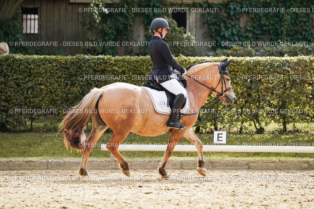 DSC01370 | Pferdegrafie