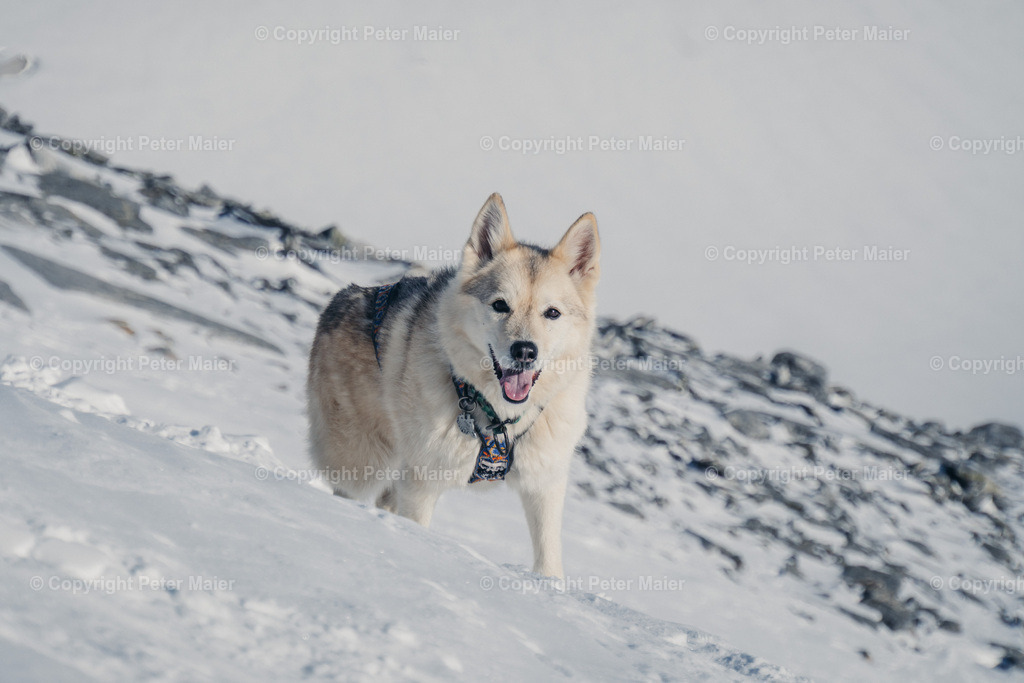 Skitour_Stubacher_Sonnblick_Feb_25-415 | piet_flosse