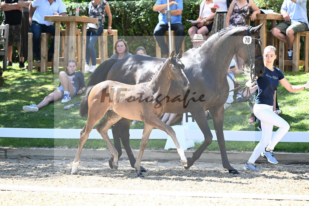 Kat-Nr. 70 HF Van Dijk x Royaldik_Hoffmann_27230743 | hf-fotografie - Realisiert mit Pictrs.com