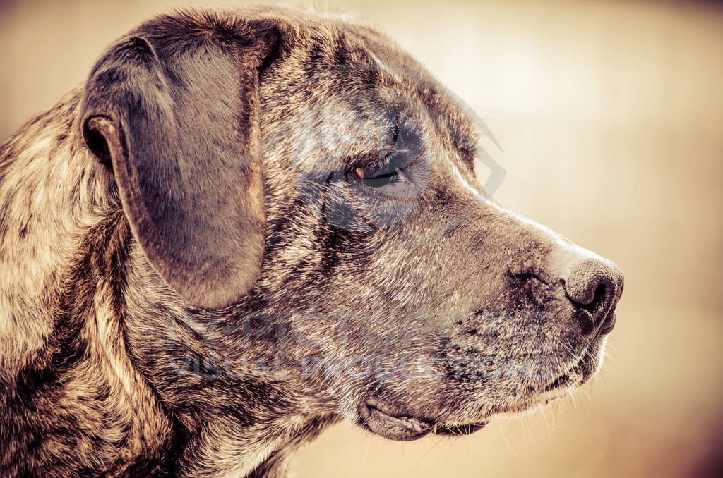 _DSC2126 | in-picture - Realisiert mit Pictrs.com